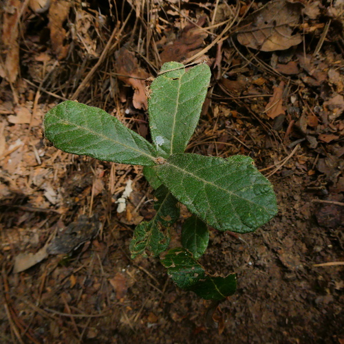 Quercus repanda