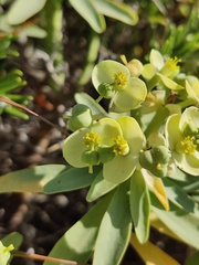 Euphorbia pedroi, photograph (c) Vicente Lopes, some rights reserved (CC BY)