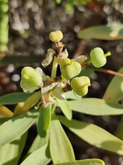 Euphorbia pedroi, photograph (c) Vicente Lopes, some rights reserved (CC BY)