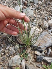 Asphodelus tenuifolius