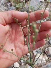 Asphodelus tenuifolius