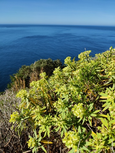 Euphorbia pedroi, photograph 6