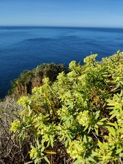 Euphorbia pedroi, photograph (c) Vicente Lopes, some rights reserved (CC BY)