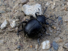 Timarcha coarcticollis