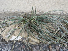 Yucca campestris