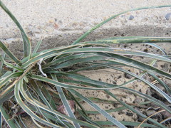 Yucca campestris
