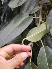 Ficus salicifolia
