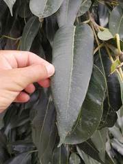 Ficus salicifolia