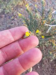 Arnebia hispidissima