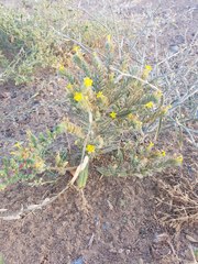 Arnebia hispidissima