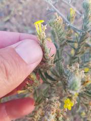 Arnebia hispidissima