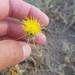 Centaurea pseudosinaica - Photo (c) John Pereira, algunos derechos reservados (CC BY-NC), subido por John Pereira