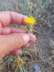Centaurea pseudosinaica