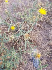 Centaurea pseudosinaica