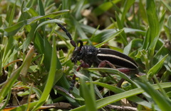 Dorcadion scabricolle