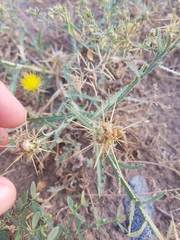 Centaurea pseudosinaica