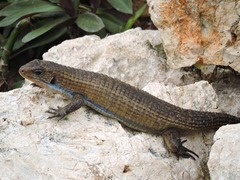 Rough-Scaled Plated Lizard photo 3