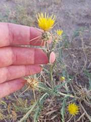 Centaurea pseudosinaica