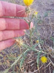 Centaurea pseudosinaica
