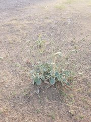 Heliotropium calcareum