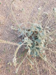 Heliotropium calcareum