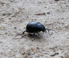 Timarcha coarcticollis