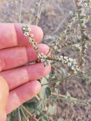 Heliotropium calcareum