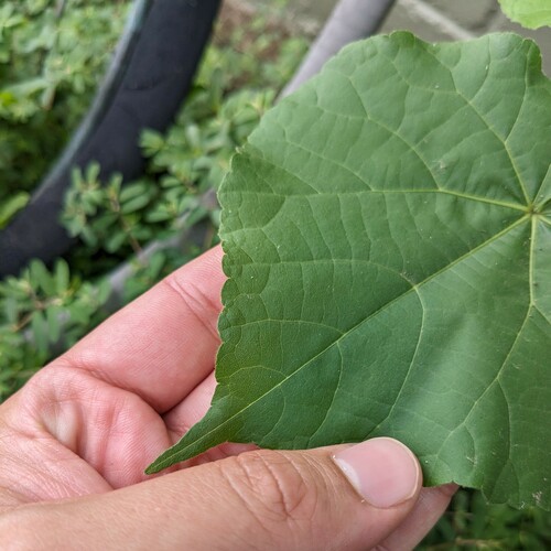 Abutilon theophrasti