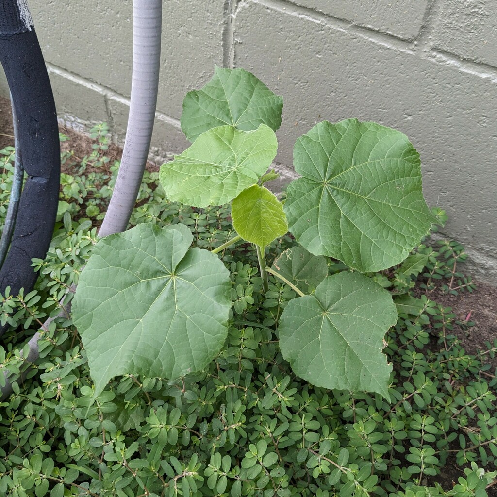 Abutilon theophrasti, South Central Omaha, Omaha, NE, USA