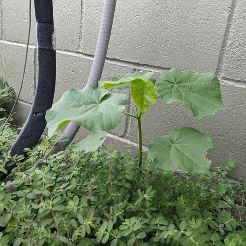Abutilon theophrasti