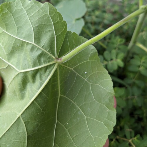 Abutilon theophrasti