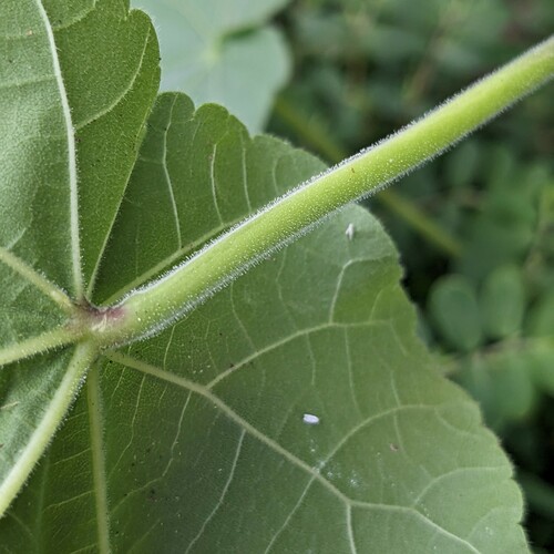 Abutilon theophrasti