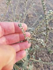 Heliotropium calcareum