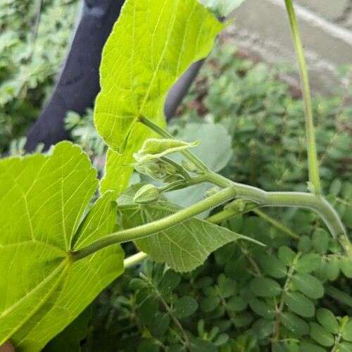 Abutilon theophrasti