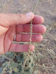 Heliotropium calcareum