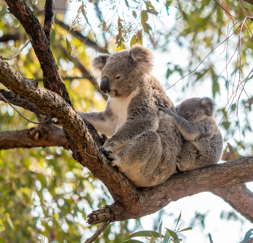Koala (Phascolarctos cinereus)
