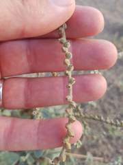 Heliotropium calcareum