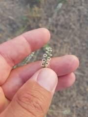 Heliotropium calcareum