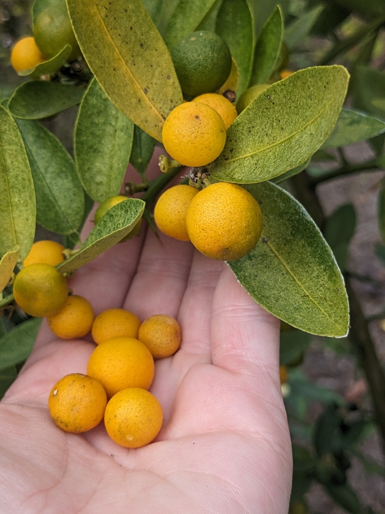 Texas Citrus Mite