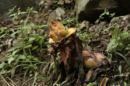 Chinese dwarf banana (Musella lasiocarpa)