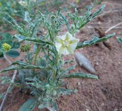 Chamaesaracha coronopus