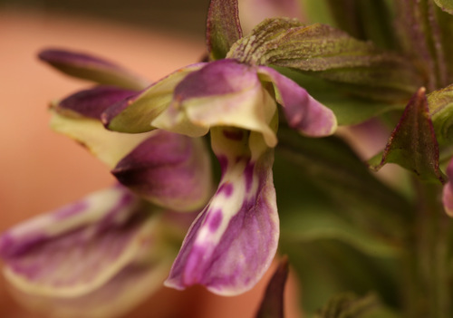 Image of Brachycorythis ovata by (c) Wynand Uys, some rights reserved (CC BY)
