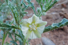 Chamaesaracha coronopus