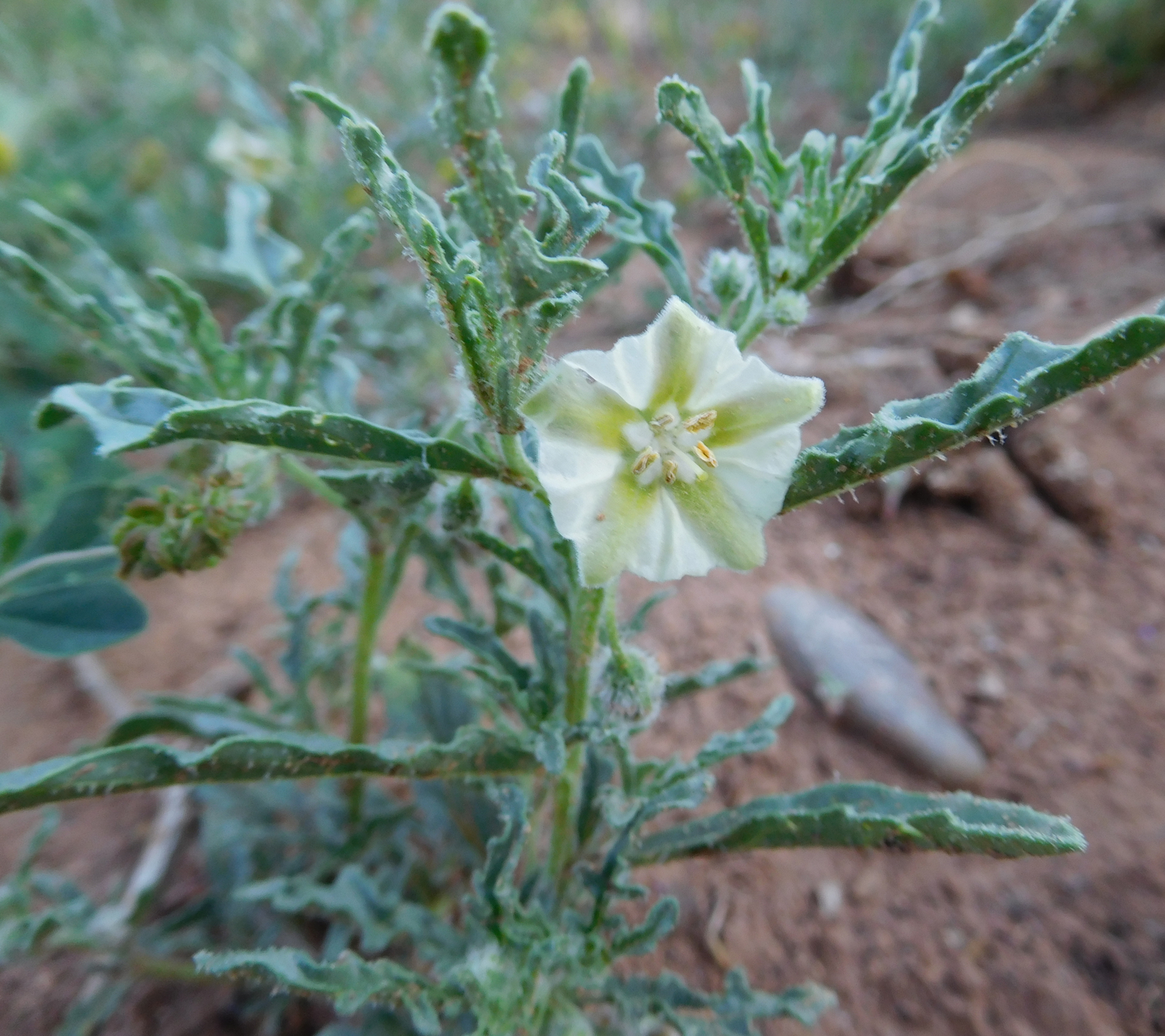 Chamaesaracha coronopus