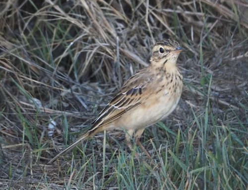 Bisbita de Richard (Anthus richardi)