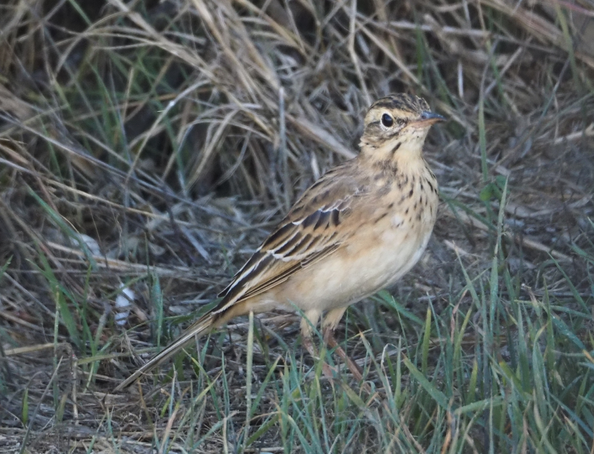Richard's Pipit (Anthus richardi)