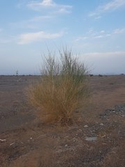 Leptadenia pyrotechnica