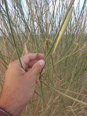 Leptadenia pyrotechnica