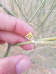 Leptadenia pyrotechnica