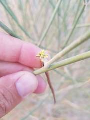 Leptadenia pyrotechnica